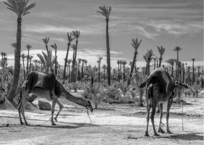 Morocco - Palm Grove - Marrakech, Morocco Travel worry-free  (Yoga, discovery, food and tours)