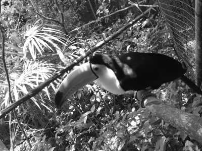 Belize - The Belize Zoo and Tropical Education Center - Experience Belize Like a Local: Authentic Travel Adventures Await - 4