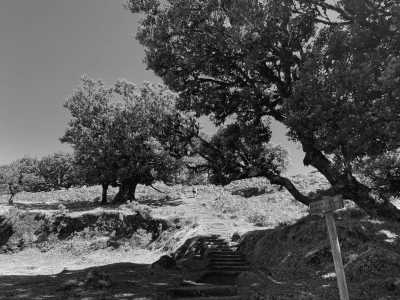 Portugal - Fanal - Hike & Reconnect to yourself in nature of mesmerizing Madeira