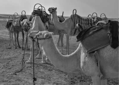 Morocco - Agafay - Escape to Marrakech, Morocco for 5 Days - 1