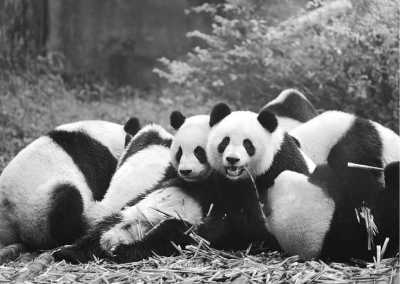 China - Chengdu - Exploring Western China: Cities, Rivers, Sacred Peaks and Tibet experience in Sichuan - 4