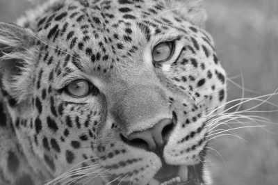 South Africa - Kruger-Nationalpark - Südafrika: Wilde Tiere, der Krüger Nationalpark, Blyde River Canyon und Johannesburg