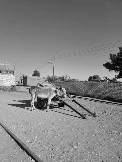 Ägypten - Luxor - Von Hurghada durch die Wüste nach Luxor, das alte Theben an der Lebensader Ägyptens - 4