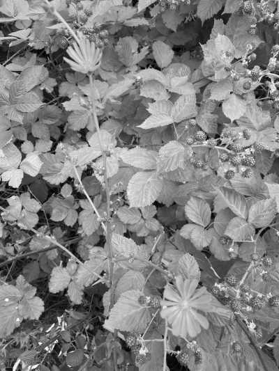 Canada - Pacific Spirit Regional Park - Indigenous Learning in Western Canada - 3