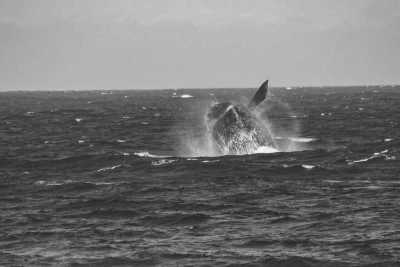 Brazil - Imbituba - Unforgettable Trip to Brazil: Trekking, Surfing, Yoga, Whale Watching, and More - 6