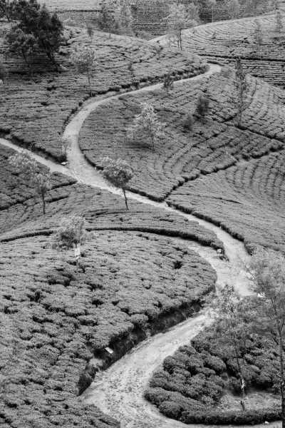 Sri Lanka - Nuwara Eliya - Coworking at Sri Lanka with a Local: Overlooking Tropical Beaches, Cool Sunsets, Hilly Mountains, Crystal Clear Water - 1