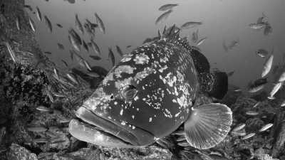 Portugal - Mero Diving Center - Hiking, Relaxing and Discovering Madeira, Portugal - 1