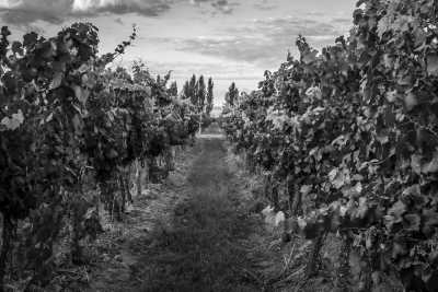 Argentina - Valle de Uco - Discover Mendoza, Argentina with a local: Mountains, Wine & Food Culture and more! - 8