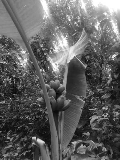 Brazil - Una Beach - Travel Like a Local to North Shore of São Paulo - 4