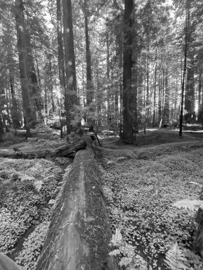 Vereinigte Staaten - Fortuna - Explore the Pacific Coast in 5 Days – Beaches, Redwoods & Coastal Towns - 2