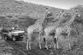 South Africa - Pilanesberg National Park - South Africa 🇿🇦​  Adventure Safaris in Pilanesberg National Park