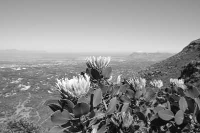 Südafrika - Cape Town - 🌞Ultimate 10-Day South Africa Road Trip🇿🇦Cape Town & The Garden Route – 🌊Adventure, Nature & Epic Vibes! - 13