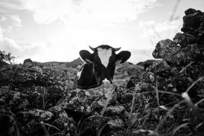 Portugal - Furnas - Yoga retreat & CoWorking trip in Azores, Portugal - relax, recenter & rethink - 5