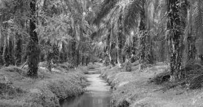 Costa Rica - La Gamba centro - Coworking or Volunteering from/in Costa Rica - 13