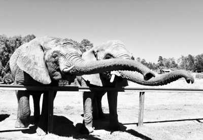 Südafrika - Addo Elephant National Park - 🌄 Cape Town and Garden Route with a local - 10 Days  🌞   Best of South Africa  🌅 - 3