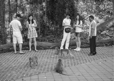 Indonesia - Sacred Monkey Forest Sanctuary - Surf & Serenity: The Ultimate Bali Surfing Retreat