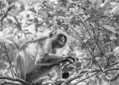 Tansania - Jozani Forest - Travel with me to Zanzibar, Tanzania🇹🇿