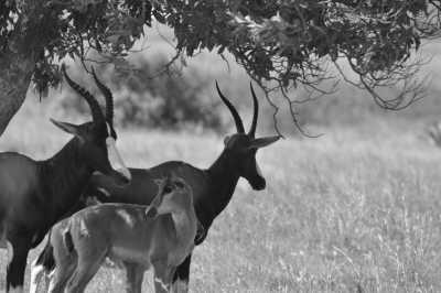 Südafrika - Overberg District Municipality - Südafrika - Das Kap trifft die Tierwelt des Krüger Nationalparks: Auf der Suche nach den Big 7 - 1