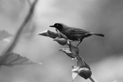 Ecuador - Quito - Ecuador's Andean Treasures: A 14-Day Tour