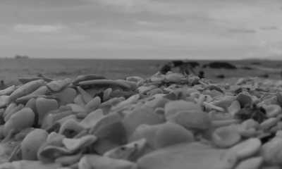 Costa Rica - Tamarindo - Majestic Adventures in Costa Rica: Beaches, Volcanoes, Hot Springs, Cloud Forest, and Pura Vida Lifestyle! - 7