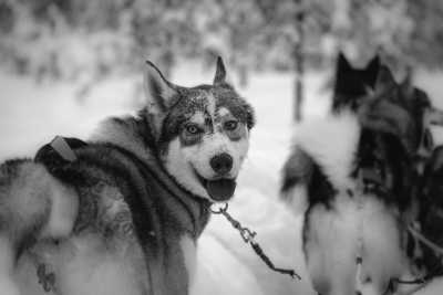 Schweden - Vindeln - Dog Sledding Tour in Sweden - Huskies, Northern Lights and Wilderness