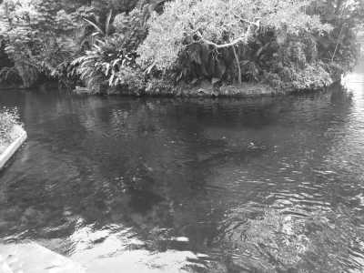 Mexico - Estacas - Discover Mexico with a local... Chapter :  Corona Capital Festival, Tequila Tasting, and Surfing Bliss 🏄‍♂️🍹 - 1