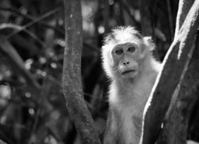 Indien - Bhagwan Mahavir Wildlife Sanctuary Range Forest Office - Beach Life in Goa: 7 Days of Sun, Sand, and Villa Comfort!