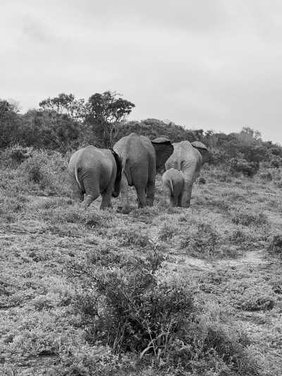 South Africa - Addo Elephant National Park - South Africa Adventure- 🏄 Swimming with Seals, Waterfall Hikes, Hidden Gems, Self Drive Safari 🐘 and More! - 4