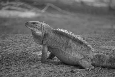 Turks and Caicos Islands - Providenciales - Budget Turks and Caicos Trip - female only! - 2