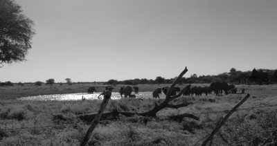 Subsahara-Afrika - Etosha National Park - Simbabwe - Sambia - Namibia - 2