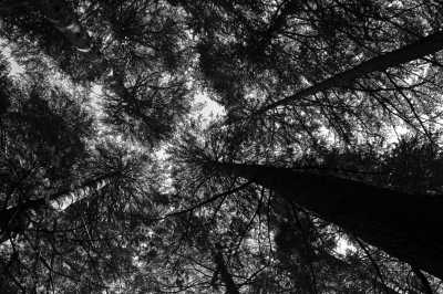 Pakistan - Lower Topa - Serene Weekend Getaway to Nathiagali, Pakistan - 1