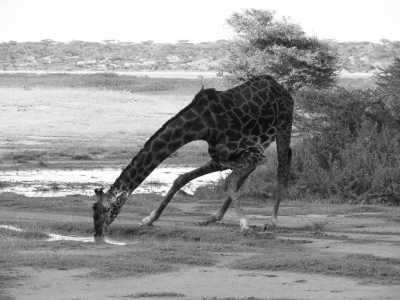 Tanzania - Tarangire National Park - 5 Days Tanzania Safari to Tarangire, Serengeti and Ngorongoro Crater