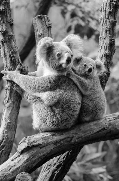 Australia - Oakvale Wildlife Park - 🐋 Winter Waves & Creative Days: A Co-Working Escape to Newcastle, Australia 🇦🇺 (PRIVATE ROOM) - 1