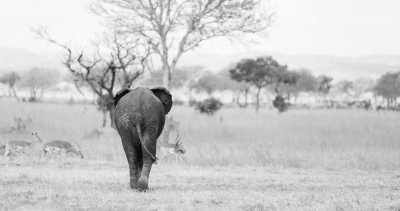 Tanzania - Mikumi - Zanzibar & All big Parks in Tanzania.