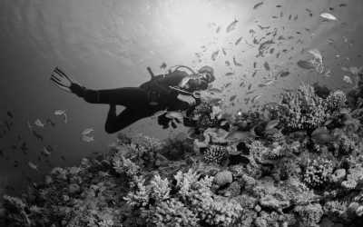 India - Elephant Beach - Explore Andaman Archipelago 🌊 A summer beach vacation 🏖️ scuba diving in the pristine marine ecosystem 🤿 explore islands unique wildlife wonders & activities 🐾 sunrise & sunsets - 1