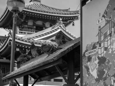 Japan - Nagoya - 9 Days of Japan Journeys: Unveiling Autumn's Charms in Osaka, Kyoto, Nagoya, Tokyo! - 1