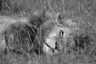 Kenya - Travel Masai Mara - Easter Holiday In the Maasai Mara, Kenya - 1