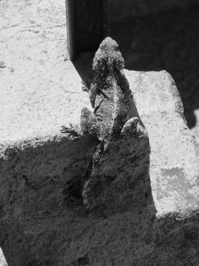 South Africa - Sutherland - Entdecke Südafrika: Das Kap, der Wein, gutes Essen und der Rooibos - 11