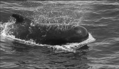 Spain - Whale Watch Tenerife - Spain With Nancy Sevilla - 1