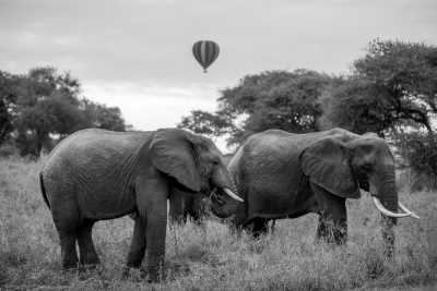 Tanzania - Tarangire National Park - Travel Like a Local through out Tanzania - 4