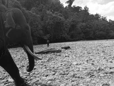 Indonesia - Tangkahan The Hidden Paradise - Sumatra Serenity: Exploring Nature's Treasures in North Sumatra, Indonesia - 5