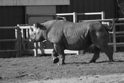 Eastern Africa - Ziwa Rhino Sanctuary - Explore the Best of Uganda Safari in 18 Days
