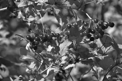 Canada - Dufferin Islands - Exploring Niagara Falls and More in Toronto, Canada