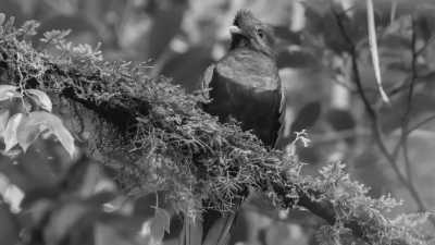 Guatemala - Cobán - Discover Guatemala: Volcanoes, Jungle & Mayan Wonders - 2