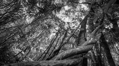 Brasilien - Ubatuba - 🇧🇷 Tomorrowland Brasil: Der perfekte Trip – Strände, Dschungel, Städte und das legendäre Festival! 🇧🇷 - 7