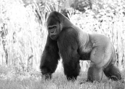 Eastern Africa - Mgahinga Gorilla National Park - Explore the Best of Uganda Safari in 18 Days
