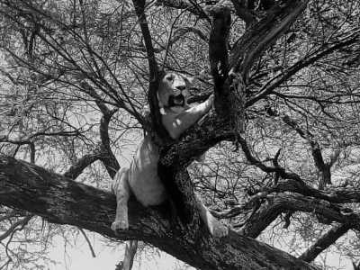 Tanzania - Ruaha National Park - Zanzibar & All big Parks in Tanzania. - 2