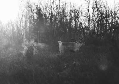 Northern Europe - Kiruna - Breath-taking Lapland Safari for a week in the Lands of the Midnight in Northern Europe - 4