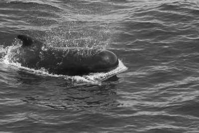 Spain - Tarifa - Orca Expedition in the Stunning Strait of Gibraltar, Spain - 3