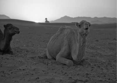 Morocco - Zagora - 12-Day Sahara Adventure 🐪🌅 Trekking, Discovery & Survival in Morocco - 1